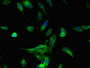 Immunofluorescent analysis of Hela cells using CAC07702 at dilution of 1:100 and Alexa Fluor 488-congugated AffiniPure Goat Anti-Rabbit IgG(H+L)