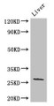 Western Blot; Positive WB detected in: Mouse liver tissue; All lanes: GJB2 antibody at 3µg/ml; Secondary; Goat polyclonal to rabbit IgG at 1/50000 dilution; Predicted band size: 27 kDa; Observed band size: 27 kDa;