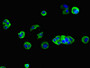 Immunofluorescent analysis of MCF-7 cells using CAC07708 at dilution of 1:100 and Alexa Fluor 488-congugated AffiniPure Goat Anti-Rabbit IgG(H+L)