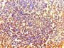 Immunohistochemistry of paraffin-embedded human tonsil tissue using CAC07710 at dilution of 1:100