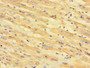 Immunohistochemistry of paraffin-embedded human heart tissue using CAC07715 at dilution of 1:100