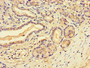 Immunohistochemistry of paraffin-embedded human pancreatic tissue using CAC07725 at dilution of 1:100