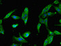 Immunofluorescent analysis of Hela cells using CAC07725 at dilution of 1:100 and Alexa Fluor 488-congugated AffiniPure Goat Anti-Rabbit IgG(H+L)