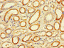 Immunohistochemistry of paraffin-embedded human kidney tissue using CAC07730 at dilution of 1:100
