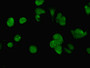 Immunofluorescent analysis of MCF-7 cells using CAC07734 at dilution of 1:100 and Alexa Fluor 488-congugated AffiniPure Goat Anti-Rabbit IgG(H+L)