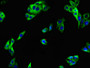 Immunofluorescent analysis of HepG2 cells using CAC07738 at dilution of 1:100 and Alexa Fluor 488-congugated AffiniPure Goat Anti-Rabbit IgG(H+L)