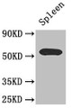 Western Blot; Positive WB detected in: Mouse spleen tissue; All lanes: C16orf1 antibody at 2.6µg/ml; Secondary; Goat polyclonal to rabbit IgG at 1/50000 dilution; Predicted band size: 55 kDa; Observed band size: 55 kDa;