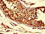 Immunohistochemistry of paraffin-embedded human testis tissue using CAC07748 at dilution of 1:100