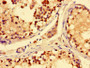 Immunohistochemistry of paraffin-embedded human testis tissue using CAC07750 at dilution of 1:100