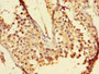 Immunohistochemistry of paraffin-embedded human testis tissue using CAC07752 at dilution of 1:100