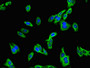 Immunofluorescent analysis of HepG2 cells using CAC07753 at dilution of 1:100 and Alexa Fluor 488-congugated AffiniPure Goat Anti-Rabbit IgG(H+L)