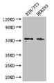 Western Blot; Positive WB detected in: NIH/3T3 whole cell lysate, HEK293 whole cell lysate; All lanes: RTCB antibody at 3µg/ml; Secondary; Goat polyclonal to rabbit IgG at 1/50000 dilution; Predicted band size: 56 kDa; Observed band size: 56 kDa;