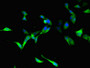 Immunofluorescent analysis of Hela cells using CAC07754 at dilution of 1:100 and Alexa Fluor 488-congugated AffiniPure Goat Anti-Rabbit IgG(H+L)