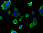 Immunofluorescent analysis of HepG2 cells using CAC07755 at dilution of 1:100 and Alexa Fluor 488-congugated AffiniPure Goat Anti-Rabbit IgG(H+L)