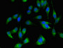 Immunofluorescent analysis of Hela cells using CAC07762 at dilution of 1:100 and Alexa Fluor 488-congugated AffiniPure Goat Anti-Rabbit IgG(H+L)