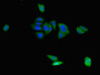 Immunofluorescent analysis of HepG2 cells using CAC07763 at dilution of 1:100 and Alexa Fluor 488-congugated AffiniPure Goat Anti-Rabbit IgG(H+L)