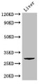 Western Blot; Positive WB detected in: Mouse liver tissue; All lanes: CD151 antibody at 2.8µg/ml; Secondary; Goat polyclonal to rabbit IgG at 1/50000 dilution; Predicted band size: 29 kDa; Observed band size: 29 kDa;