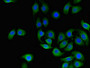 Immunofluorescent analysis of A549 cells using CAC07765 at dilution of 1:100 and Alexa Fluor 488-congugated AffiniPure Goat Anti-Rabbit IgG(H+L)