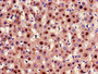 Immunohistochemistry of paraffin-embedded human liver tissue using CAC07768 at dilution of 1:100