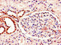 Immunohistochemistry of paraffin-embedded human kidney tissue using CAC07776 at dilution of 1:100