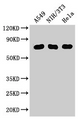 Western Blot; Positive WB detected in: A549 whole cell lysate, NIH/3T3 whole cell lysate, Hela whole cell lysate; All lanes: MX1 antibody at 3µg/ml; Secondary; Goat polyclonal to rabbit IgG at 1/50000 dilution; Predicted band size: 76, 56 kDa; Observed band size: 76 kDa;