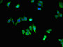 Immunofluorescent analysis of HepG2 cells using CAC07786 at dilution of 1:100 and Alexa Fluor 488-congugated AffiniPure Goat Anti-Rabbit IgG(H+L)