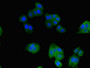 Immunofluorescent analysis of HepG2 cells using CAC07789 at dilution of 1:100 and Alexa Fluor 488-congugated AffiniPure Goat Anti-Rabbit IgG(H+L)