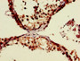 Immunohistochemistry of paraffin-embedded human testis tissue using CAC07791 at dilution of 1:100