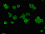 Immunofluorescent analysis of HepG2 cells using CAC07791 at dilution of 1:100 and Alexa Fluor 488-congugated AffiniPure Goat Anti-Rabbit IgG(H+L)