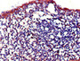 Immunohistochemistry of paraffin-embedded human tonsil tissue using CAC07795 at dilution of 1:100