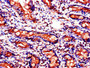 Immunohistochemistry of paraffin-embedded human small intestine tissue using CAC07800 at dilution of 1:100