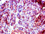 Immunohistochemistry of paraffin-embedded human pancreatic tissue using CAC07800 at dilution of 1:100
