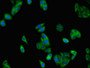 Immunofluorescent analysis of HepG2 cells using CAC07800 at dilution of 1:100 and Alexa Fluor 488-congugated AffiniPure Goat Anti-Rabbit IgG(H+L)