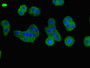 Immunofluorescent analysis of HepG2 cells using CAC07802 at dilution of 1:100 and Alexa Fluor 488-congugated AffiniPure Goat Anti-Rabbit IgG(H+L)