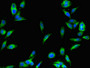 Immunofluorescent analysis of Hela cells using CAC07809 at dilution of 1:100 and Alexa Fluor 488-congugated AffiniPure Goat Anti-Rabbit IgG(H+L)