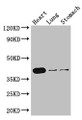 Western Blot; Positive WB detected in: Mouse heart tissue, Mouse lung tissue, Mouse stomach tissue; All lanes: DMRT1 antibody at 3µg/ml; Secondary; Goat polyclonal to rabbit IgG at 1/50000 dilution; Predicted band size: 40, 29, 19 kDa; Observed band size: 40 kDa;