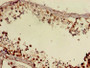 Immunohistochemistry of paraffin-embedded human testis tissue using CAC07812 at dilution of 1:100