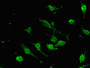 Immunofluorescent analysis of U251 cells using CAC07828 at dilution of 1:100 and Alexa Fluor 488-congugated AffiniPure Goat Anti-Rabbit IgG(H+L)