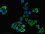 Immunofluorescent analysis of PC-3 cells using CAC07832 at dilution of 1:100 and Alexa Fluor 488-congugated AffiniPure Goat Anti-Rabbit IgG(H+L)