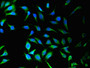 Immunofluorescent analysis of Hela cells using CAC07836 at dilution of 1:100 and Alexa Fluor 488-congugated AffiniPure Goat Anti-Rabbit IgG(H+L)