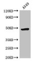 Western Blot; Positive WB detected in: A549 whole cell lysate; All lanes: HRH3 antibody at 2.5µg/ml; Secondary; Goat polyclonal to rabbit IgG at 1/50000 dilution; Predicted band size: 49, 50, 41, 48, 37, 46 kDa; Observed band size: 49 kDa