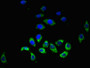 Immunofluorescent analysis of A549 cells using CAC07837 at dilution of 1:100 and Alexa Fluor 488-congugated AffiniPure Goat Anti-Rabbit IgG(H+L)