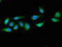 Immunofluorescent analysis of A549 cells using CAC07850 at dilution of 1:100 and Alexa Fluor 488-congugated AffiniPure Goat Anti-Rabbit IgG(H+L)