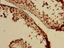 Immunohistochemistry of paraffin-embedded human testis tissue using CAC07857 at dilution of 1:100