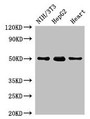Western Blot; Positive WB detected in: NIH/3T3 whole cell lysate, HepG2 whole cell lysate, Rat heart tissue; All lanes: GCM2 antibody at 2µg/ml; Secondary; Goat polyclonal to rabbit IgG at 1/50000 dilution; Predicted band size: 57 kDa; Observed band size: 50 kDa