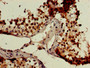 Immunohistochemistry of paraffin-embedded human testis tissue using CAC07859 at dilution of 1:100