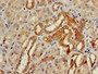 Immunohistochemistry of paraffin-embedded human kidney tissue using CAC07859 at dilution of 1:100