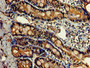 Immunohistochemistry of paraffin-embedded human small intestine tissue using CAC07867 at dilution of 1:100