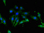 Immunofluorescent analysis of Hela cells using CAC07867 at dilution of 1:100 and Alexa Fluor 488-congugated AffiniPure Goat Anti-Rabbit IgG(H+L)