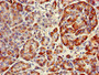 Immunohistochemistry of paraffin-embedded human pancreatic tissue using CAC07882 at dilution of 1:100